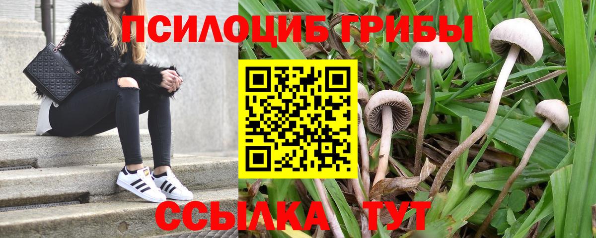 Псилоцибиновые грибы мицелий Ставрополь